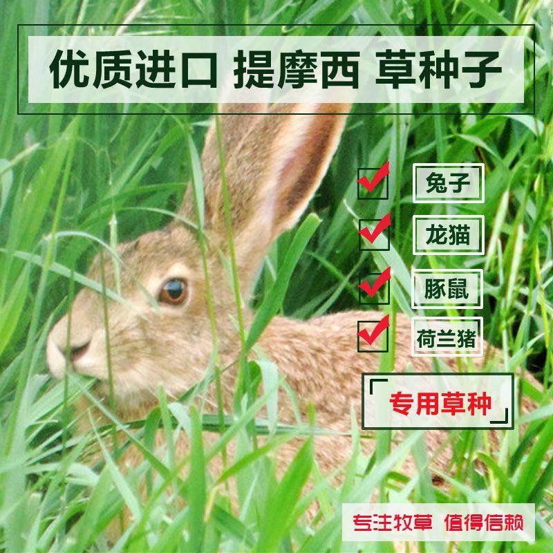 提摩西草种子提草梯牧草提木西草植物籽养兔牧草种子宠物口粮,宠物/宠物食品及用品,水草,淘宝优惠券,粉丝福利购,淘宝优惠卷
