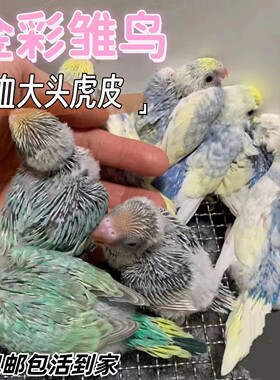 半毛雏鸟幼鸟大头虎皮鹦鹉金彩色