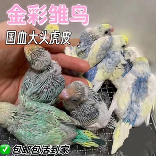 大头虎皮鹦鹉半毛雏鸟幼鸟活体纯手养鸟亲人双金彩双金双显会说话