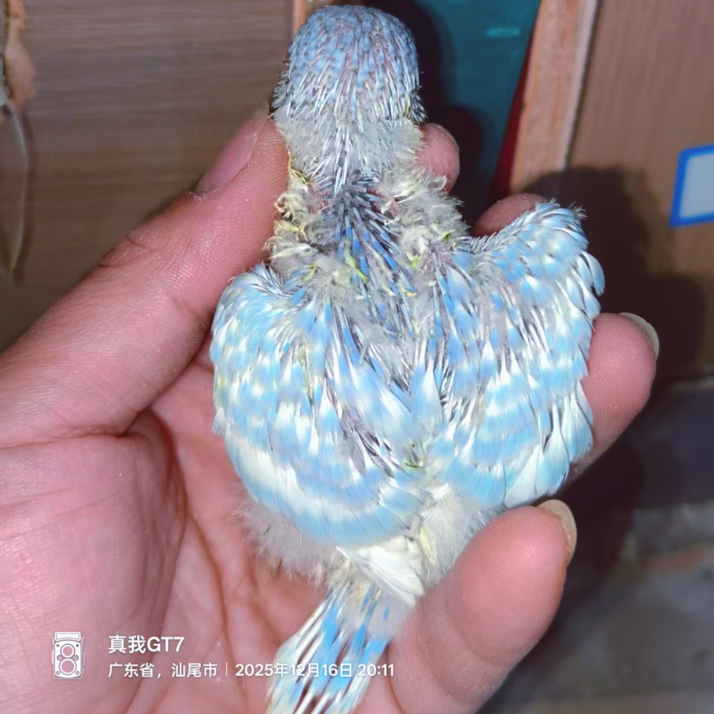 大头金彩虎皮鹦鹉半毛雏鸟幼鸟活图片