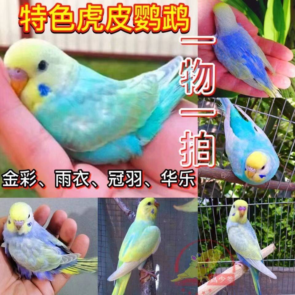 纯血金彩大头虎皮鹦鹉会说话繁殖图片