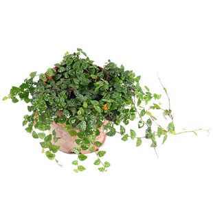 黄缘龟箱专用爬藤植物半水龟水陆缸生态造景攀爬绿植匍匐铺地垫材