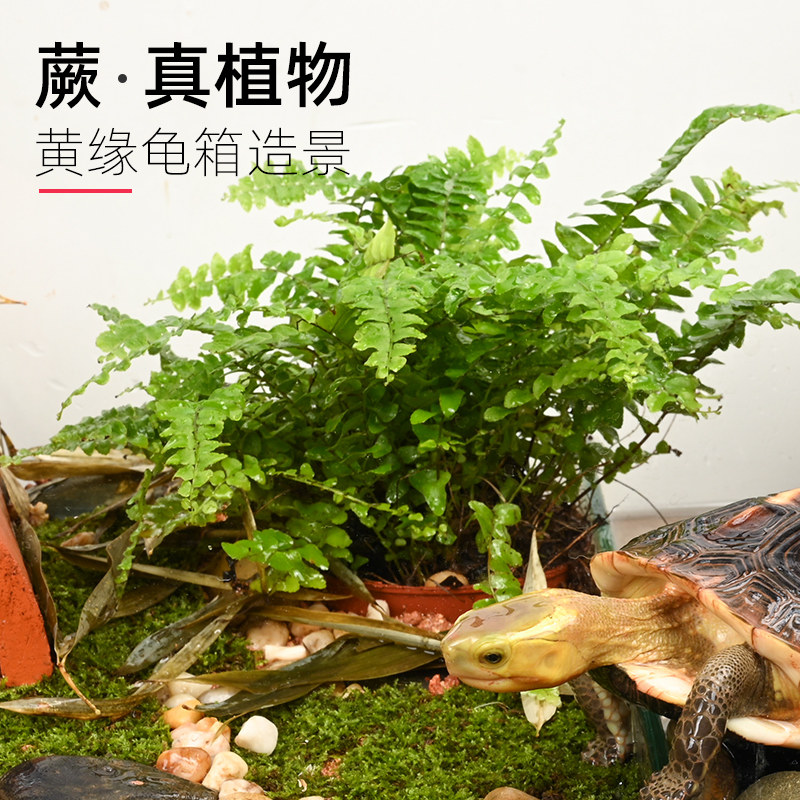 龟箱生态造景植物波士顿蕨狼尾蕨图片