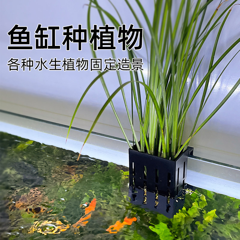 鱼缸定植篮水培植物固定壁挂式图片