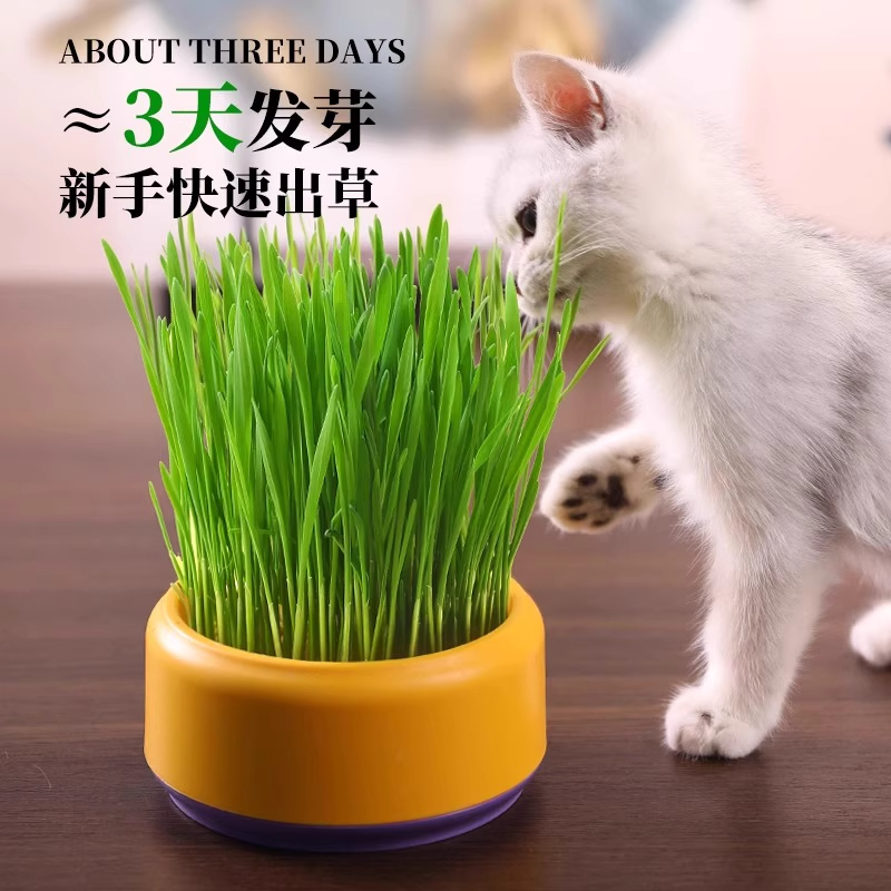 猫草水培盒子猫零食去毛球化毛