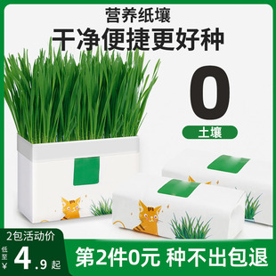 猫草无土盆栽化毛草种子非已种好懒人幼猫小麦种子有机猫咪零食品