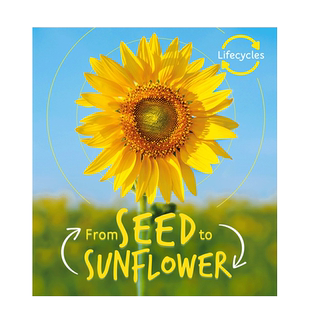 【预售】英文原版 生命周期:种子到向日葵 Lifecycles: Seed to Sunflower 植物科普 6岁+ 儿童艺术插画英语绘本 进口图书