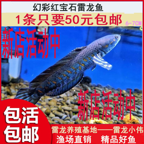 幻彩红宝石雷龙鱼苗奶茶鬼王