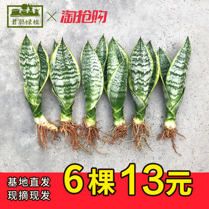 金边虎皮兰盆栽植物白玉虎皮兰稀有品种水培绿植室内好养吸甲醛