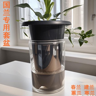 国兰建兰春兰花套盆湿养容易发芽适合偏干燥地区颗粒植料种植使用