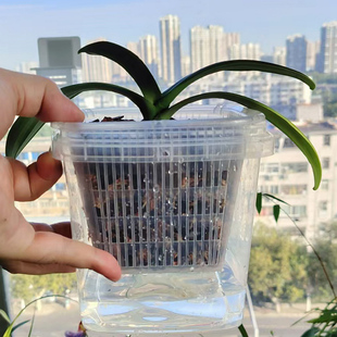 蝴蝶兰专用套盆透气养根控根半水培免浇水方形花瓶内外桶搭配套装