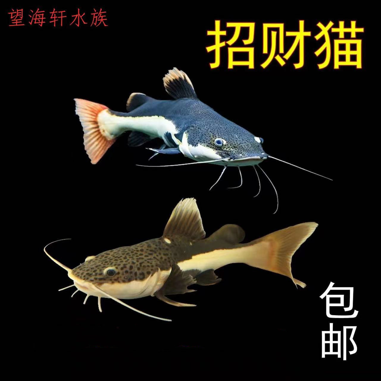 招财猫鱼苗活体狗仔鲸红尾猫底层鱼