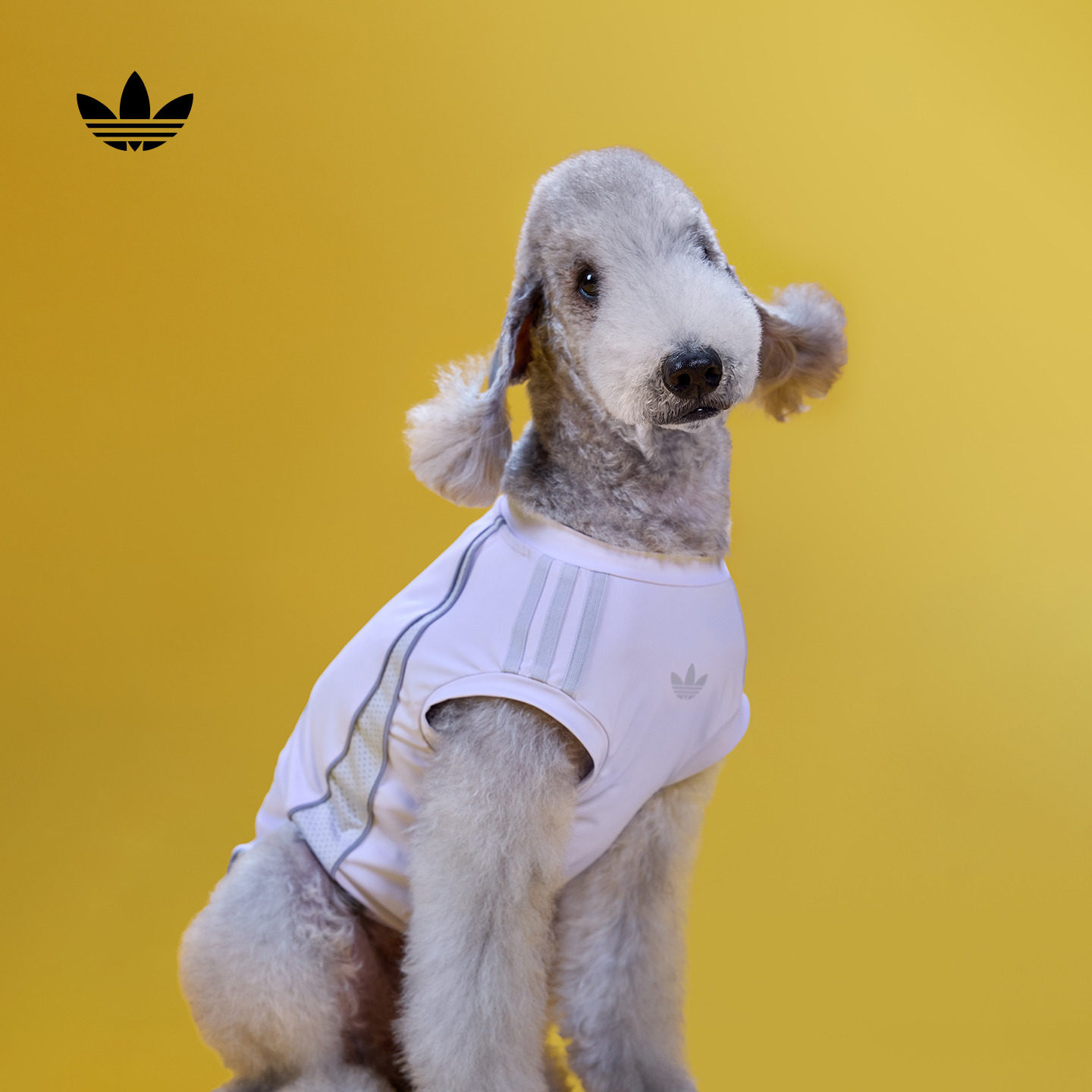 撞色拼接经典三条纹宠物衣服背心狗狗猫咪新款adidas阿迪达斯官方