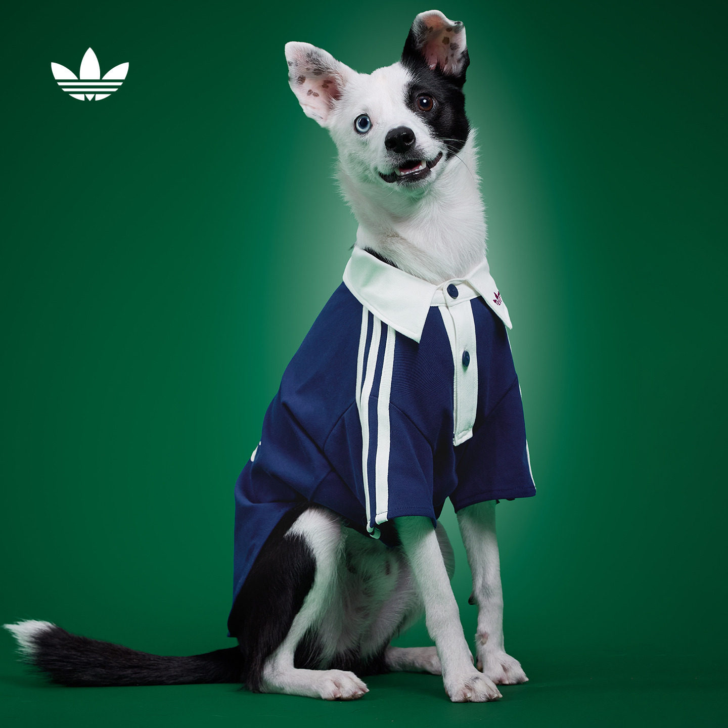 宠物衣服复古短袖POLO衫狗狗猫咪adidas阿迪达斯官方三叶草图片