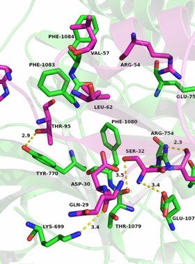 Docking 分子模拟 分子对接 分子动力学 设计服务费