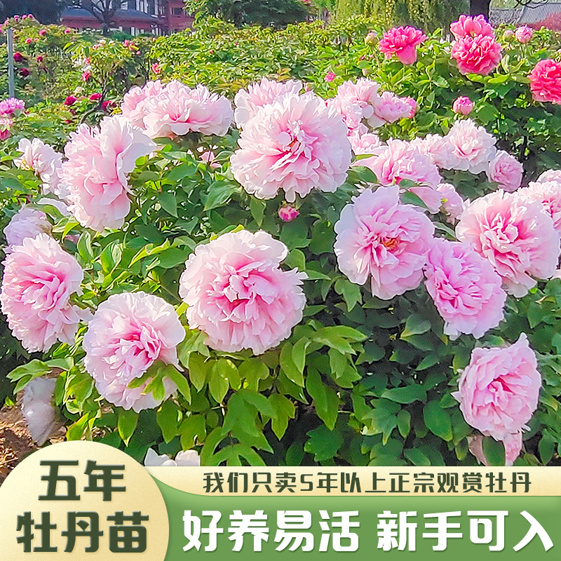 5年牡丹花苗大苗盆栽正宗菏泽洛阳花王室内庭院高杆独杆牡丹花树