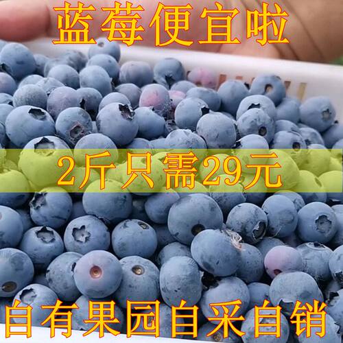 新鲜蓝莓鲜果大果水果蓝莓王当季蓝梅特大果孕妇兰梅怡颗甜莓蓝莓