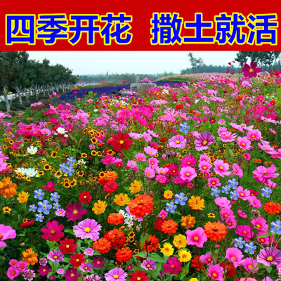 野花组合花种子室外花种籽子四季播种开花向日葵庭院格桑花种大全