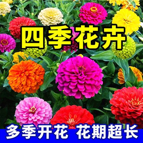 波斯菊野花组合阳台百日草花种子