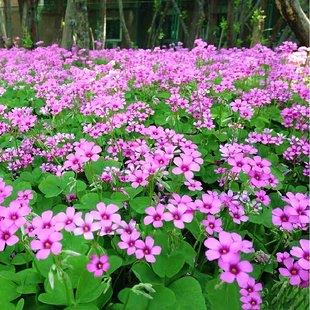 红花酢浆草种球紫叶炸酱草种子花草籽三叶草庭院矮生四季花卉耐寒