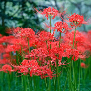 彼岸花种球石蒜曼珠沙华红色耐寒喜阴花卉盆栽室外庭院植物花种子