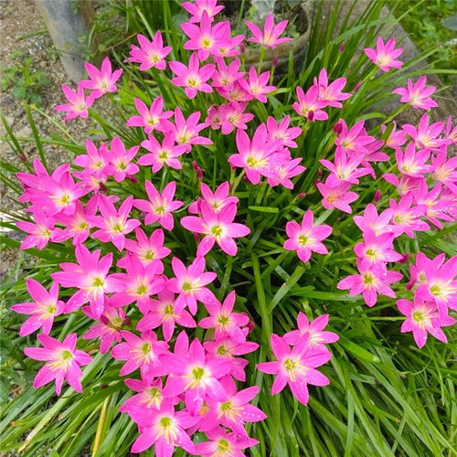 风雨兰种球韭兰四季易种盆栽花卉阳台庭院花种籽子葱莲葱兰绿化苗