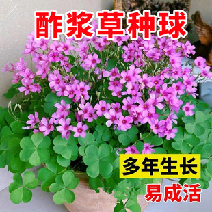 红花酢浆草种球酢浆草种子花卉矮生四季紫叶醋炸酱草种子三叶草籽