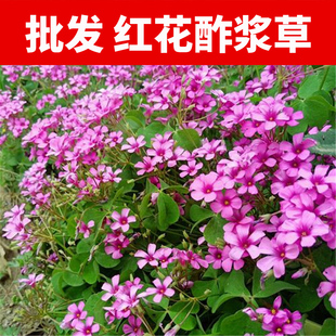 酢浆草种球红花炸浆草种子炸酱草种子三叶草紫叶矮生四季花卉绿化