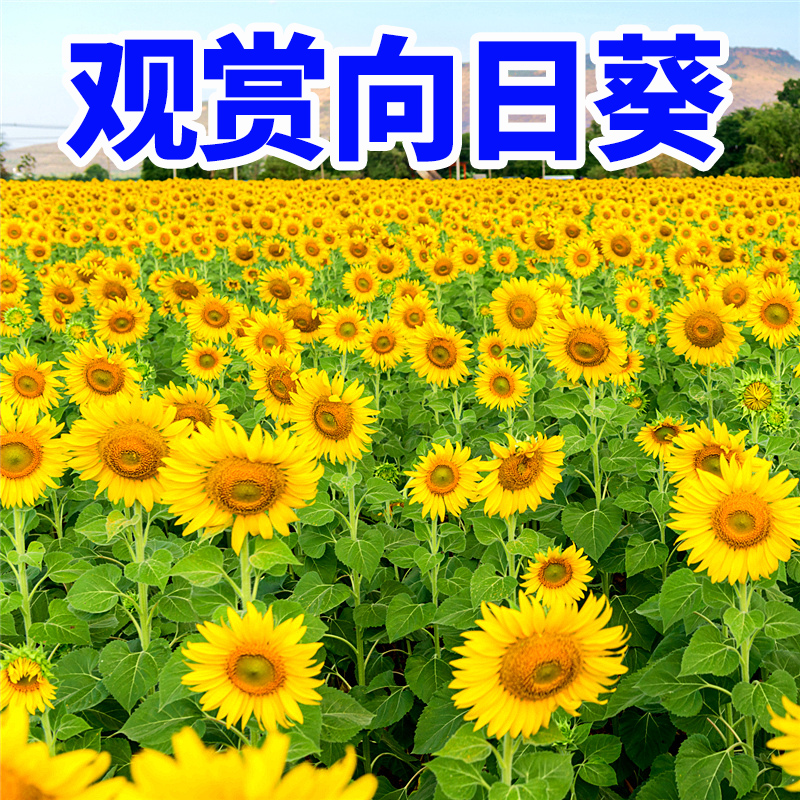 向日葵种子花种子矮四季易种开花高杆观赏盆栽室外庭院花草花籽种