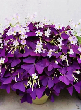 紫叶酢浆草种球幸运草炸酱草种子三叶草紫色酢浆草四季矮生多年生