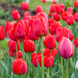 郁金香种球水培土培耐寒花卉植物种子秋冬季地栽庭院盆栽球根水养