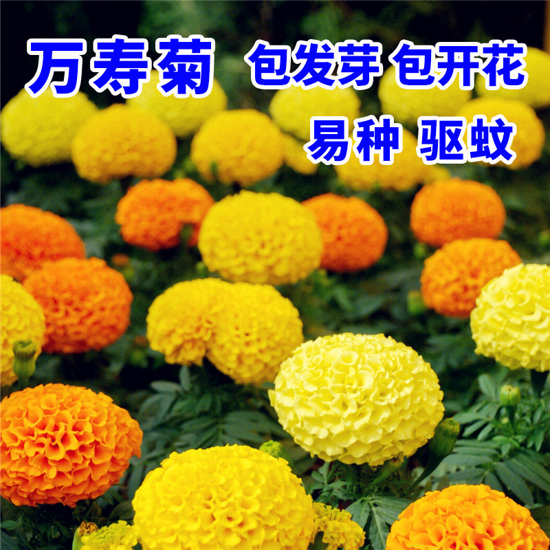 万寿菊花种子花种籽子四季播种开花室外易活庭院驱蚊花卉盆栽花籽