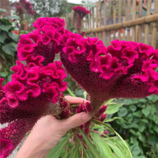 室外花种子鸡冠花凤尾耐寒耐阴易活花籽四季播种庭院花卉种子开花