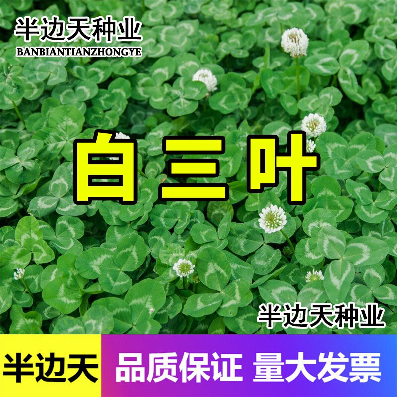 白三叶草种子红三叶草籽园林绿化护坡草坪种子庭院果园绿肥车轴草