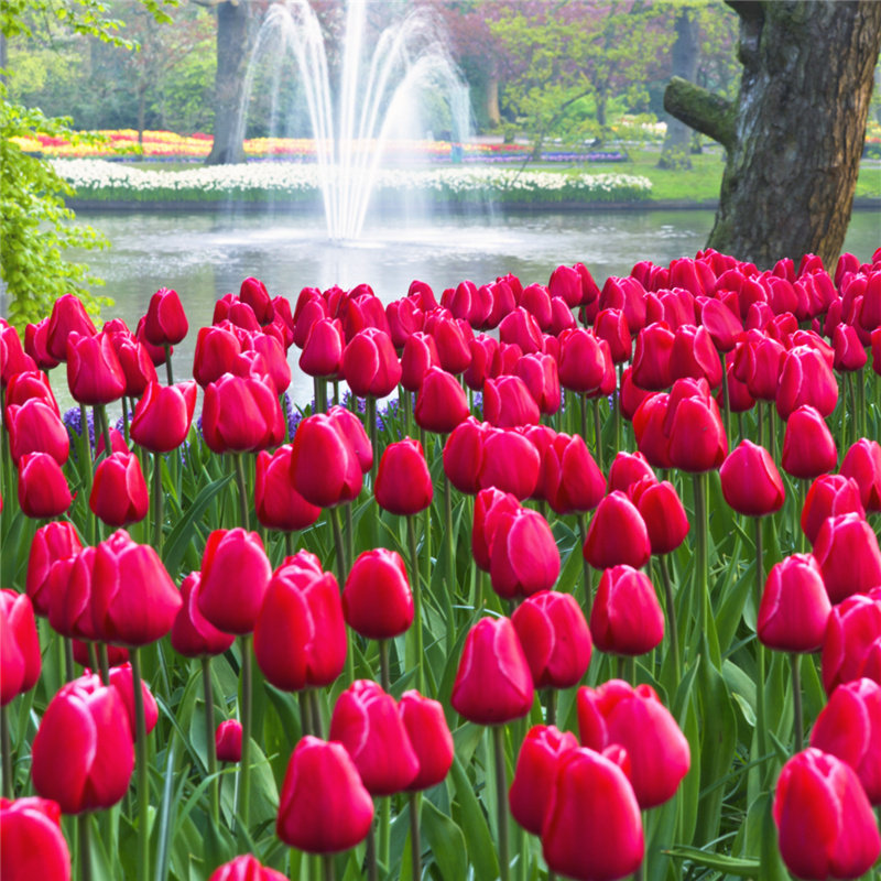 郁金香种球土培耐寒花卉盆栽地栽种子花种四季阳台室外开花籽庭院