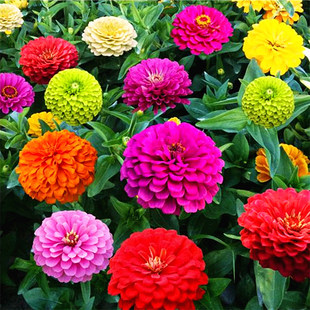 百日草花籽一年四季播种都开花种子七彩矮杆易活室外庭院花种籽子