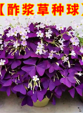 紫叶酢浆草种球紫色炸酱草种子盆栽红花草籽三叶草矮生四季花卉
