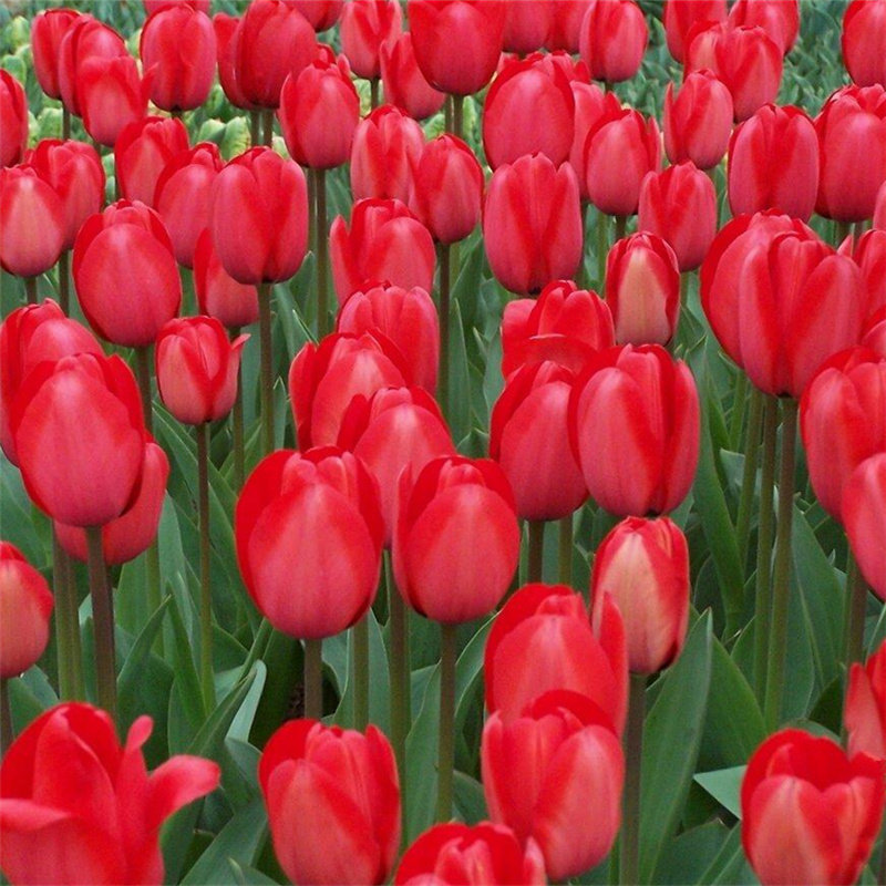 郁金香种球土培耐寒花卉花种四季种易活开花阳台盆栽室外地栽种子