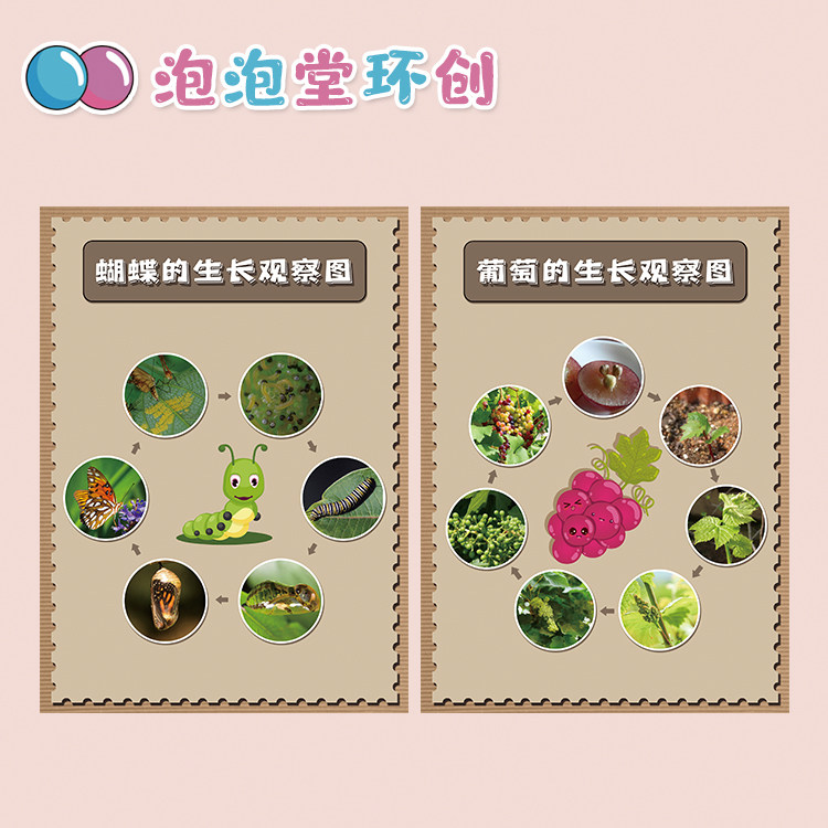 幼儿园自然角养殖区环创布置虫虫十八变蝴蝶蚕宝宝蚂蚁青蛙成长图