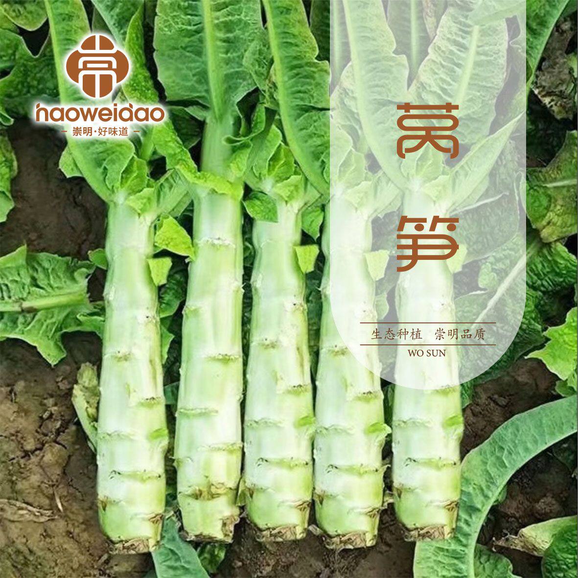 【顺丰包邮】崇明农家鲜嫩莴笋莴苣新鲜3斤现摘现发时令蔬菜健康