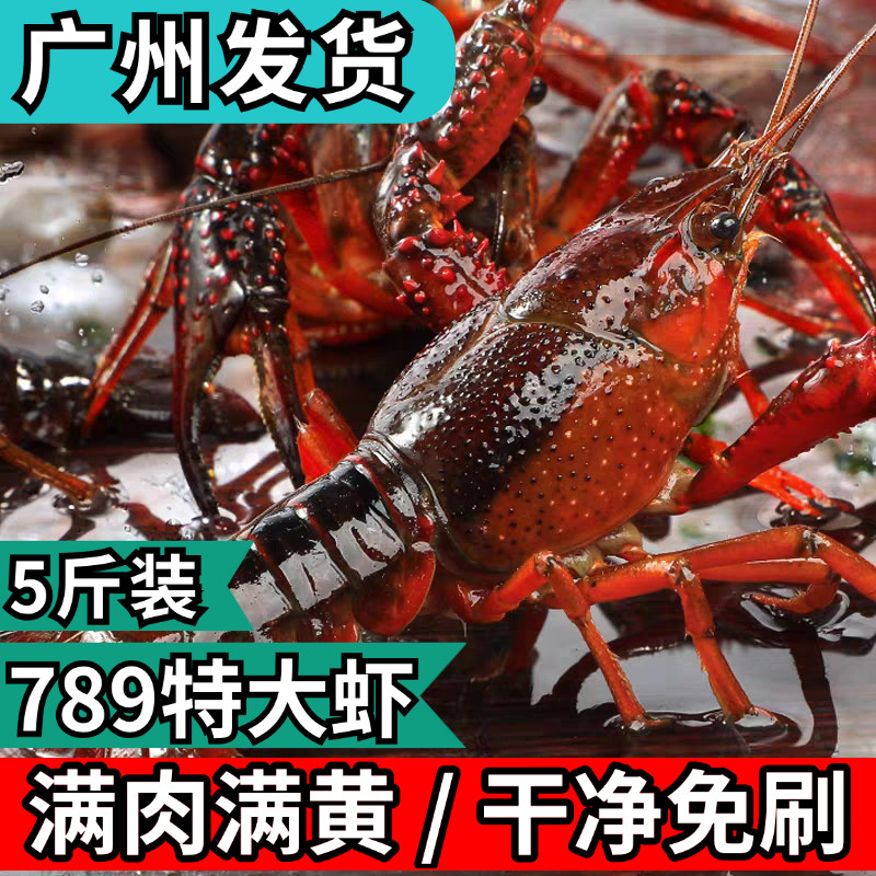 小龙虾鲜活水产789钱超大清水养殖红壳特大满肉满黄5斤装顺丰包邮