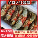 青蟹鲜活全母野生超大特大海蟹满黄红膏蟹螃蟹黄油蟹2斤4 5只顺丰
