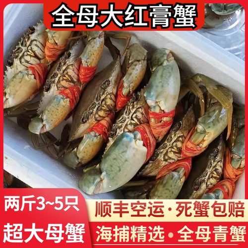 全母青蟹满黄_2斤黄油膏蟹