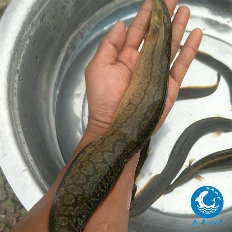 刺鳅鱼苗刀鳅猪麻水花鳊鱼华中c淡冷水秋刀鱼苗万鳅养殖mui锯食用