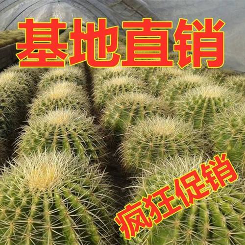 多肉仙人球 超大金虎仙人球美虎办公室防辐射盆栽 精品多肉防辐射