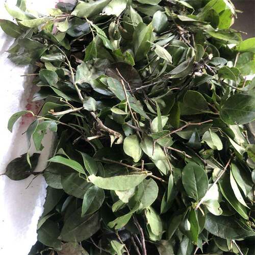 无筛底不锈钢粉碎机袋装板结化结块打散机玉米芯菌菇棒破碎机
