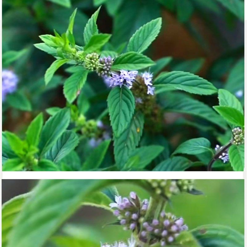 薄荷中药材纯天然500gs克新鲜干货薄荷梗薄荷叶薄何茶中草药泡水,传统滋补营养品,其他药食同源食品,淘宝优惠券,粉丝福利购,淘宝优惠卷