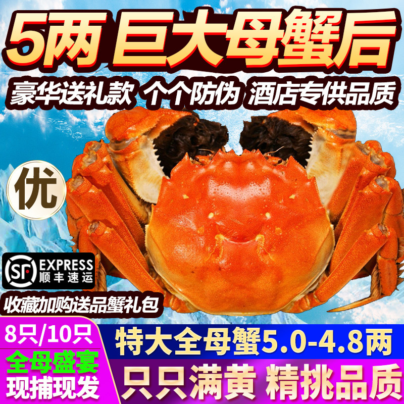 活蟹 大闸蟹鲜活特大全母蟹10只海鲜河蟹清水湖蟹螃蟹阳澄蟹礼盒