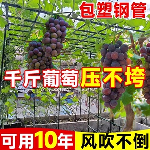 葡萄架子户外室外园艺爬藤架包塑钢管爬藤支架百香果葡萄攀爬架子
