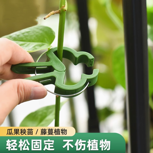 番茄夹子藤蔓植物爬藤支架固定黄瓜架子西红柿藤架茄子架吊秧托夹